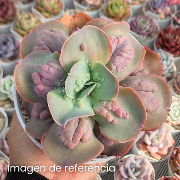 ECHEVERIA PAUL BUYAN P10 - Imagen 2