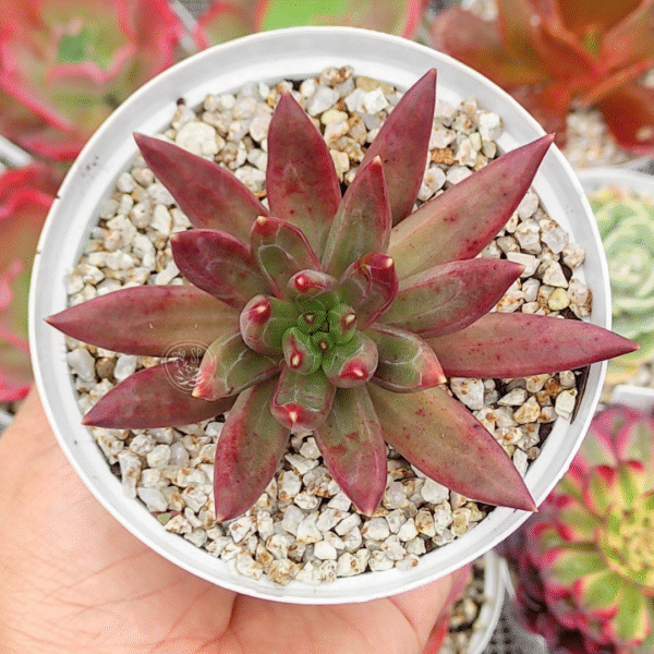 PACHYPHYTUM P10