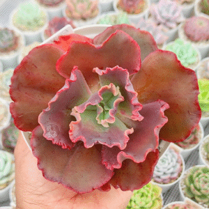 ECHEVERIA GIBBIFLORA EOS P12