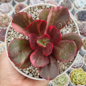 ECHEVERIA PRIMADONNA VAR P12