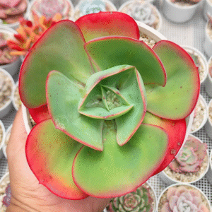 ECHEVERIA GIGANTEA HYBRID P14