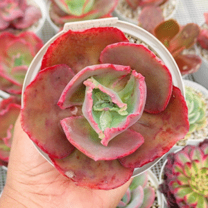 ECHEVERIA MAUNA LOA P10