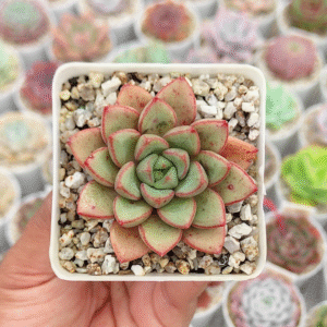ECHEVERIA AMILA P7