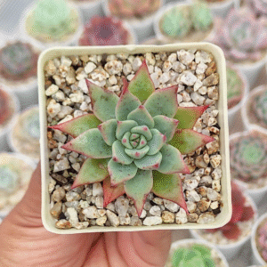 ECHEVERIA SUBALPINA P7