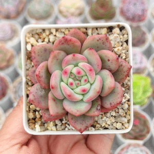 ECHEVERIA ARIEL P7