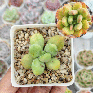PACHYPHYTUM FITTKAUI MUTATION VAR P7
