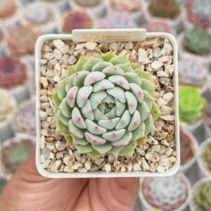 ECHEVERIA LOLA X C?SPIDATA P7
