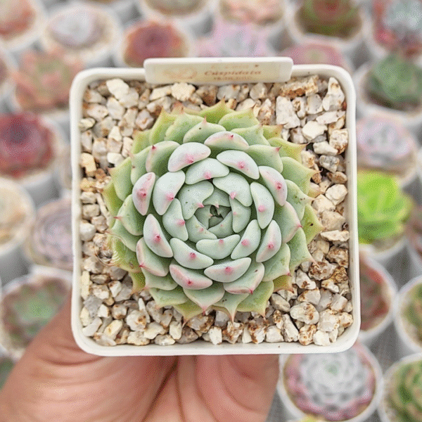 ECHEVERIA LOLA X C?SPIDATA P7