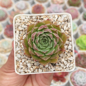 ECHEVERIA HYALINA P7