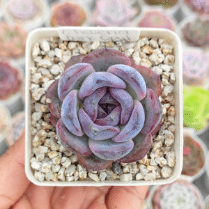 ECHEVERIA DARK OPAL P7