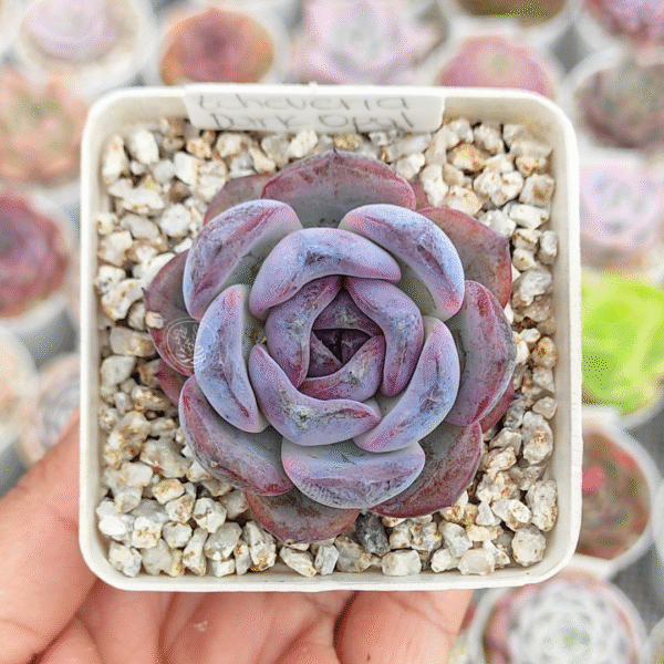 ECHEVERIA DARK OPAL P7