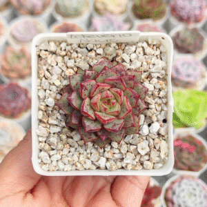 ECHEVERIA NACRE P7
