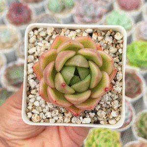 ECHEVERIA ICY CITY P7