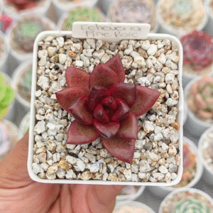 ECHEVERIA PINE ROSE P7 # 1