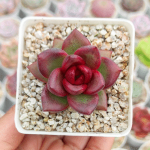 ECHEVERIA PINE ROSE P7 # 2
