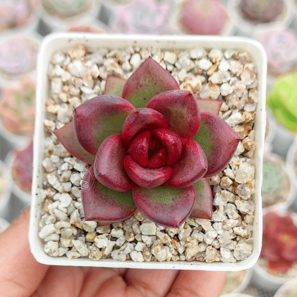 ECHEVERIA PINE ROSE P7 # 2