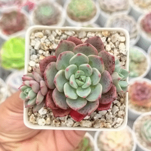 ECHEVERIA NANAHUKUMINI P5