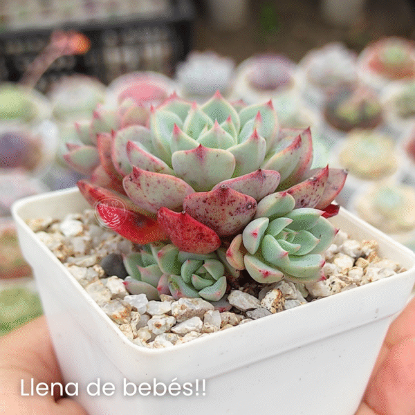 ECHEVERIA NANAHUKUMINI P5 - Imagen 2