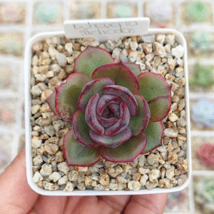 ECHEVERIA MELIODAS P7