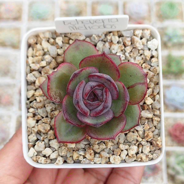 ECHEVERIA MELIODAS P7