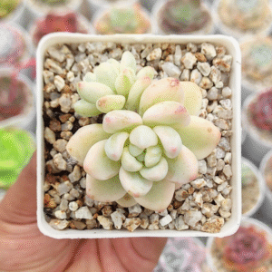 SEDUM CLAVATUM VARIEGADO P7