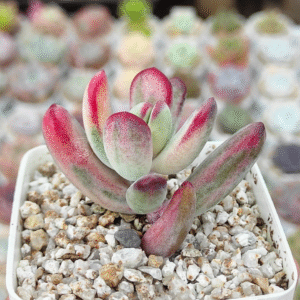 COTYLEDON ORBICULATA FLANAGANII VAR P7 # 1