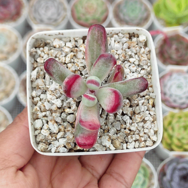 COTYLEDON ORBICULATA FLANAGANII VAR P7 # 1 - Imagen 2