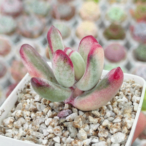 COTYLEDON ORBICULATA FLANAGANII VAR P7 # 2