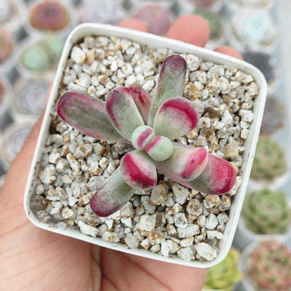 COTYLEDON ORBICULATA FLANAGANII VAR P7 # 2 - Imagen 2