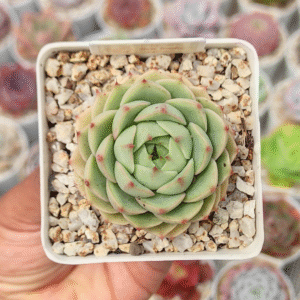 ECHEVERIA BEN BADIS P7