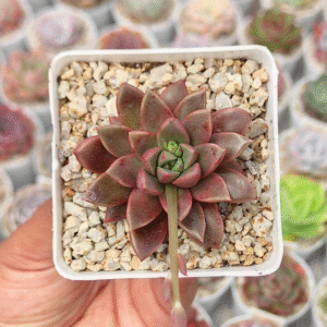 ECHEVERIA AFFINIS X ECHEVERIA PURPUSORUM P7
