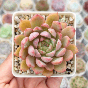 ECHEVERIA JELLY JAM P7