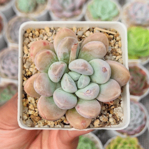 PACHYVERIA MUELLERI P7