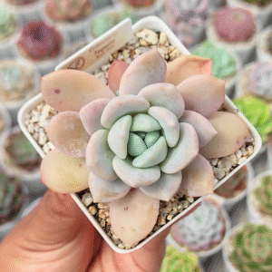 ECHEVERIA TEQUILA P7