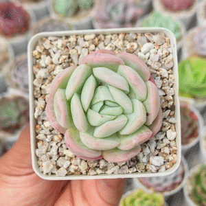 ECHEVERIA E. SUPERCLONE P7