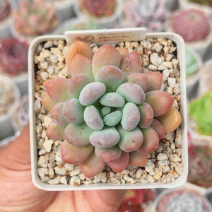 PACHYVERIA CLAVIFOLIA P7