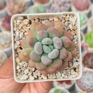 PACHYVERIA CLAVIFOLIA P7