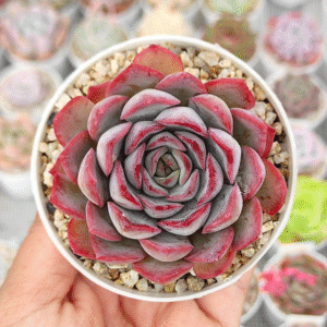 ECHEVERIA DARK ICE P8