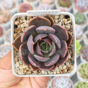 ECHEVERIA MARROM P7