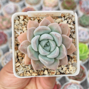 ECHEVERIA CHOCOLATE BERRY P7