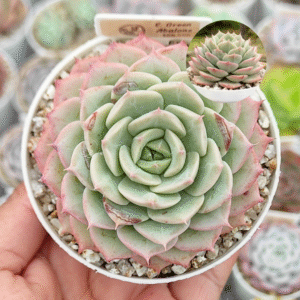 ECHEVERIA GREEN ABALONE P8