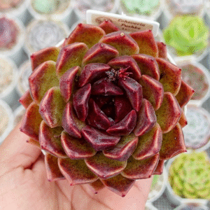 ECHEVERIA PUSHKE P8