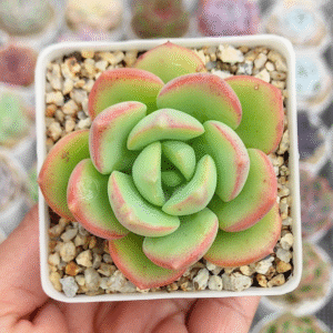 ECHEVERIA KHLOE P7
