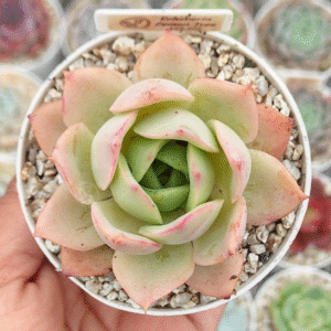 ECHEVERIA LEMON TREE P8