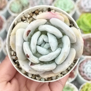 ECHEVERIA EXOTIC P8