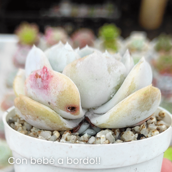 ECHEVERIA EXOTIC P8 - Imagen 2