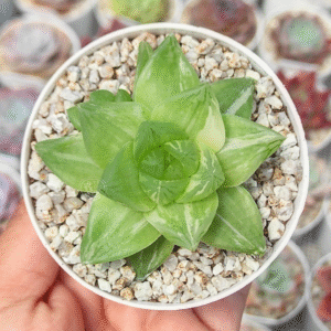 HAWORTHIA CYMBIFORMIS VAR P8