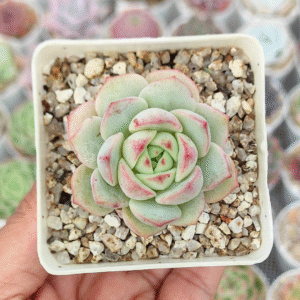SEDEVERIA PUDGY P7