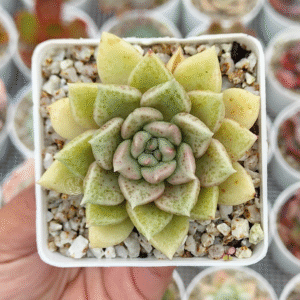 ECHEVERIA ARJE P7
