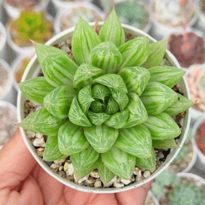 HAWORTHIA MARBLE VARIEGADA P8